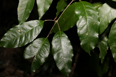 Canarium australasicum