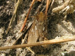 Korscheltellus fusconebulosa