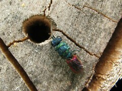Chrysis ignita
