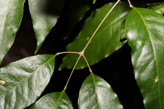 Canarium australasicum