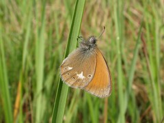 Coenonympha glycerion