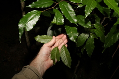 Canarium australasicum