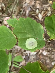 Cameraria hamameliella
