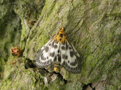Anania hortulata