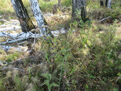 Saussurea parviflora