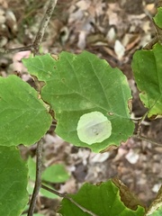 Cameraria hamameliella