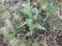 Saussurea parviflora