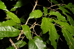 Canarium australasicum