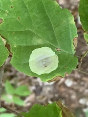 Cameraria hamameliella