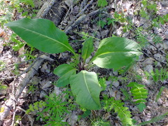 Senecio doria