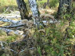 Saussurea parviflora