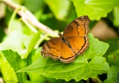 Junonia hedonia