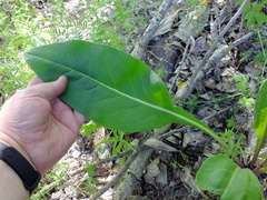 Senecio doria