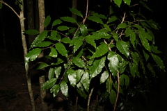 Canarium australasicum