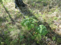 Heracleum dissectum