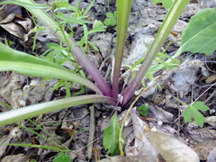 Senecio doria