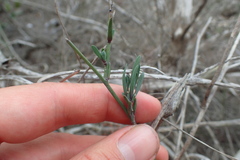 Heliophila linearis