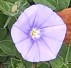 Convolvulus sabatius