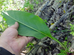 Senecio doria