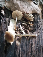 Simocybe centunculus