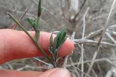 Heliophila linearis