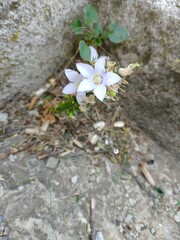 Campanula pyramidalis