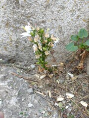 Campanula pyramidalis