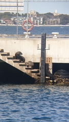 Arctocephalus