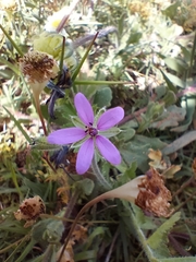 Erodium malacoides