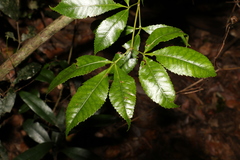 Pseudoweinmannia lachnocarpa
