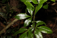 Pseudoweinmannia lachnocarpa