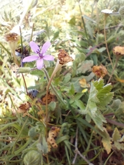 Erodium malacoides