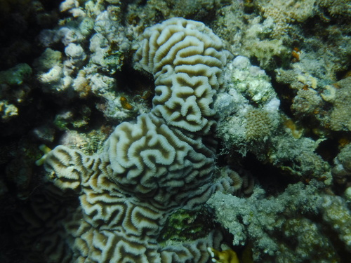 Platygyra daedalea observed 2022-09-18