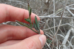 Heliophila linearis