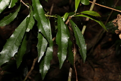 Polyosma cunninghamii