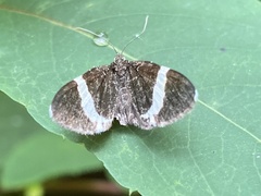 Trichodezia albovittata