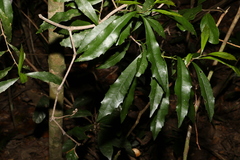 Polyosma cunninghamii