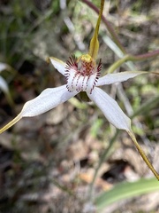 Caladenia longicauda