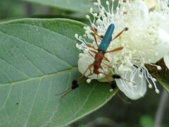 Compsocerus violaceus