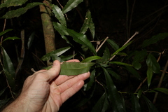 Polyosma cunninghamii