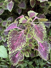 Coleus scutellarioides
