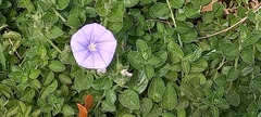 Convolvulus sabatius