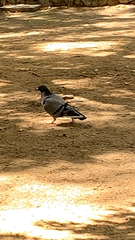 Columba livia