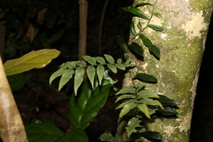 Arthropteris tenella