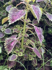 Coleus scutellarioides