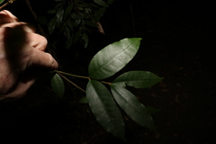 Melodinus acutiflorus