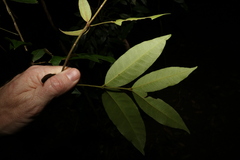 Melodinus acutiflorus