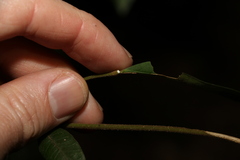 Melodinus acutiflorus