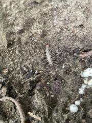 Scutigera coleoptrata