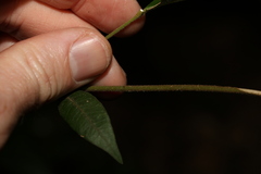 Melodinus acutiflorus
